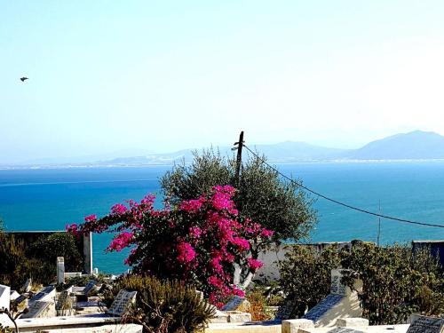 Cementerio-Sidi-Bou-Said